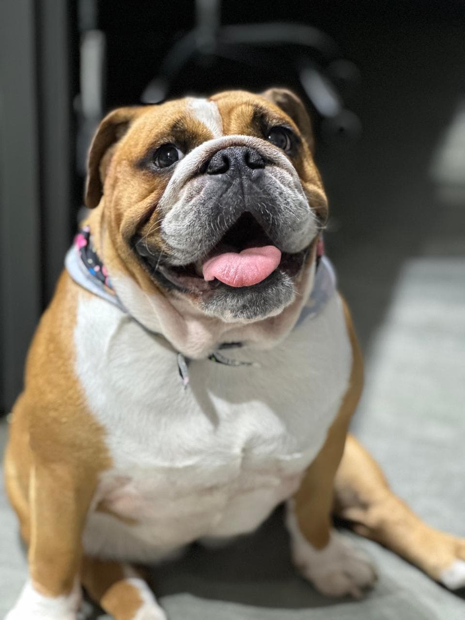 Mascote da Mercoservice, um bulldog inglês que faz parte do dia a dia da equipe